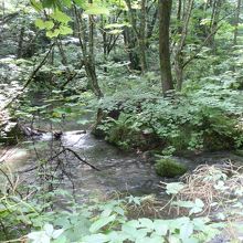 遠目にはダイナミックな急流が見え隠れしています。