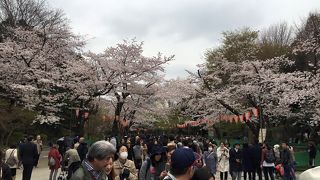 春の絶景スポットです