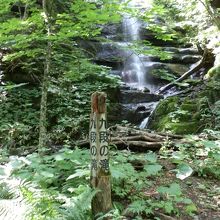 奥入瀬の創成を物語るような、苔むした地層の岩肌を流れる
