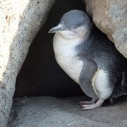 ペンギンに出会えました！