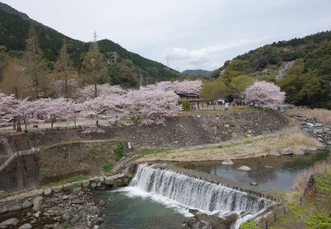 お花見スポット