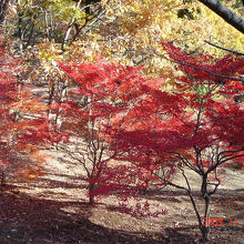小木津山自然公園の紅葉