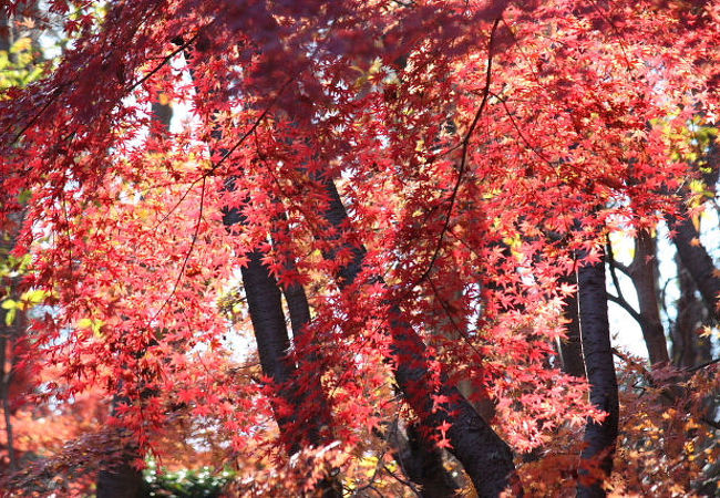 紅葉がきれいでした。