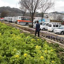 駐車場の横に菜の花が咲き始めています