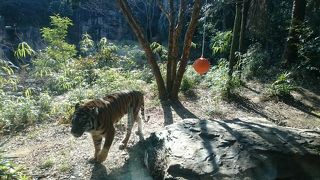餌やりタイムよりも前の来場がお勧め