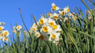 丁度水仙が見頃でした