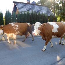 家の前を朝晩牛の行列
