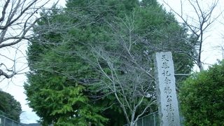 樹齢１０００年になろうという大イチョウ