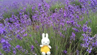 一面のラベンダー畑！