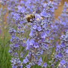 ミツバチも大忙し！