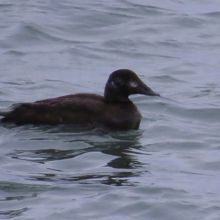 ビロードキンクロ♀