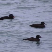 ビロードキンクロ♂♀