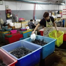 生きたナマズを売ってます。