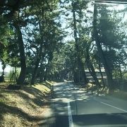 徳川幕府の道路政策にて植樹