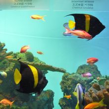 カラフルな熱帯魚