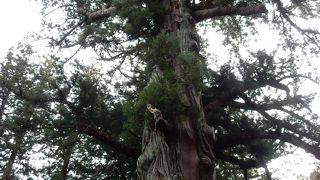 樹齢1500年の杉の大木