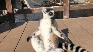 間近で触れ合え癒されるどうぶつえん