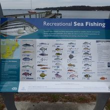 釣れる魚の種類を説明した案内看板