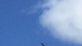 オオワシ携帯撮れた！