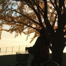 イチョウと朝焼け