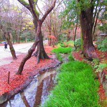 自然豊かな糺の森