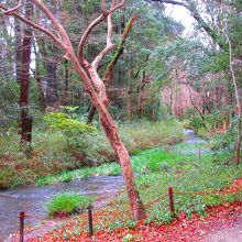 京都市内にあるとは思えない自然豊かな森です。