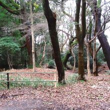 糺の森
