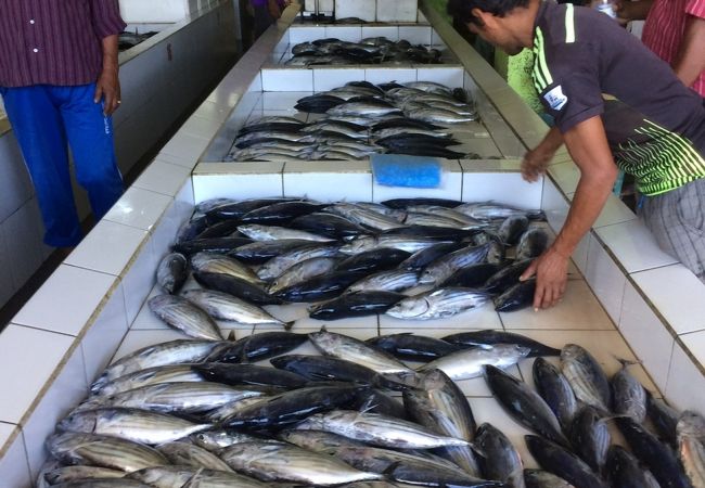 魚がたくさん並んでいます。マグロ多い！