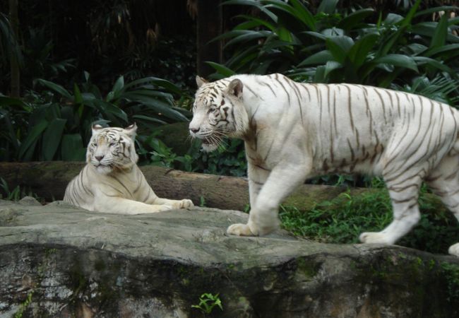 シンガポール動物園 クチコミ アクセス 営業時間 シンガポール フォートラベル シンガポール動物園 クチコミ アクセス 営業時間 シンガポール フォートラベル