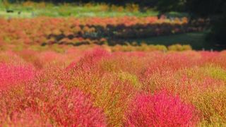 コキアの場所が変わってしまって、悔しいぞ。