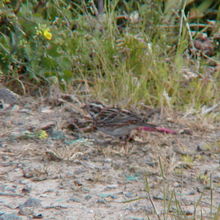 珍鳥シロハラホオジロ