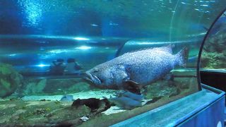 あまり、お勧めしません。