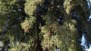秋篠宮様もこの木を見に訪れた、アメリカ大陸最大の木