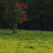 八ヶ岳高原ラインの歩道から八ヶ岳牧場を覗いて