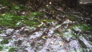 目と耳で、ぜひこの清流を堪能してください。