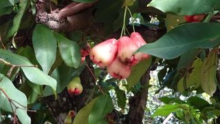 めずらしい果物なんかが見れます。