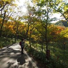 小田代ヶ原の脇を低公害バスの走る道が続いてます