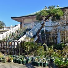 植木鉢が並んでいます