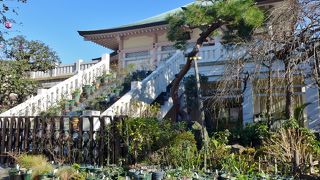 たくさんの植木鉢が並べられていました