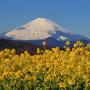 富士山と菜の花の絶景
