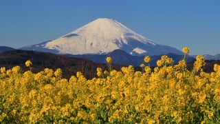 富士山と菜の花