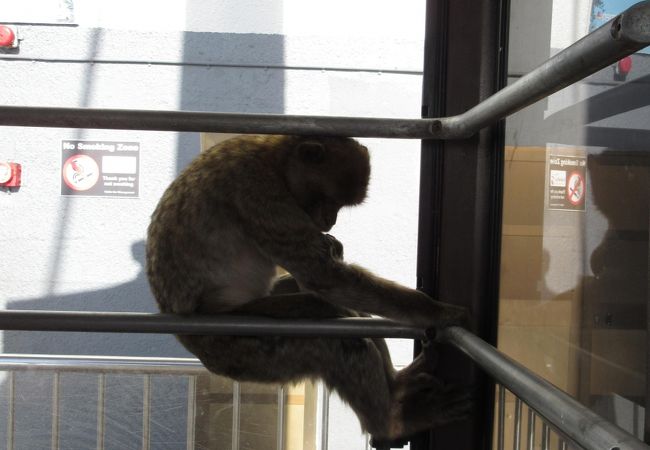 野生の猿がのびのびと生息している