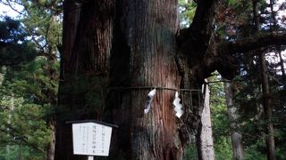 縁結びの神社らしい御神木が色々