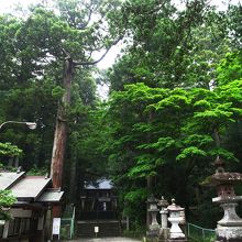 大きな松が見られます