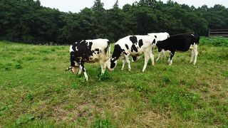 牧場の道の駅は初めてでした