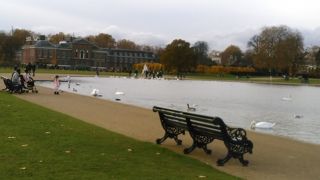 公園には白鳥も