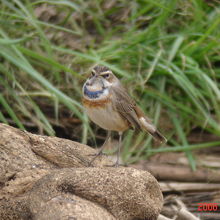 珍鳥オガワコマドリ 