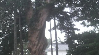 間近で見ると迫力の巨木です