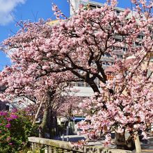 一月十一日現在の　あたみ桜　開花状況です　月末までに
