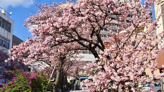 あたみ桜　正月で　もう開花してます